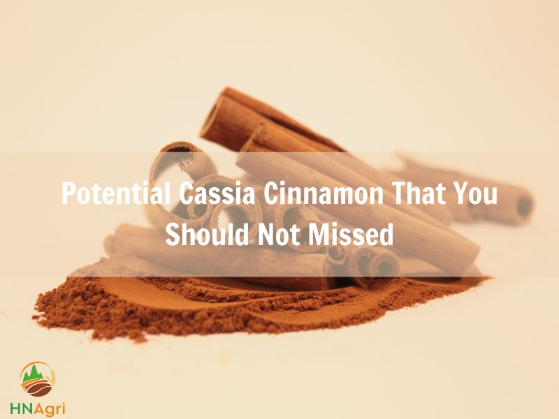 potential-cassia-cinnamon-that-you-should-not-missed